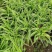 金边吊兰盆栽水培植物室内垂吊四季好养吸除甲醛净化空气阳台