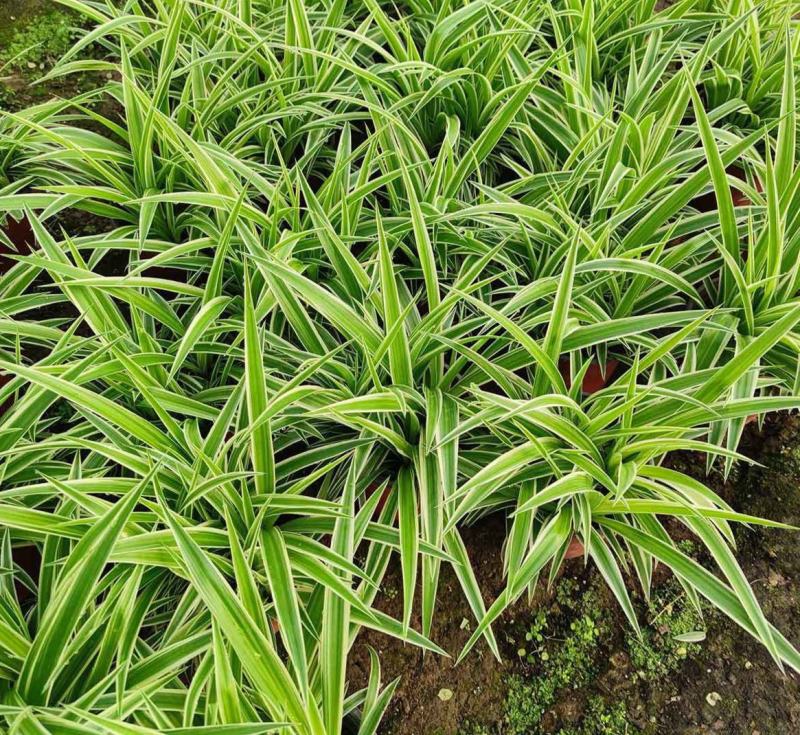 金边吊兰盆栽水培植物室内垂吊四季好养吸除甲醛净化空气阳台