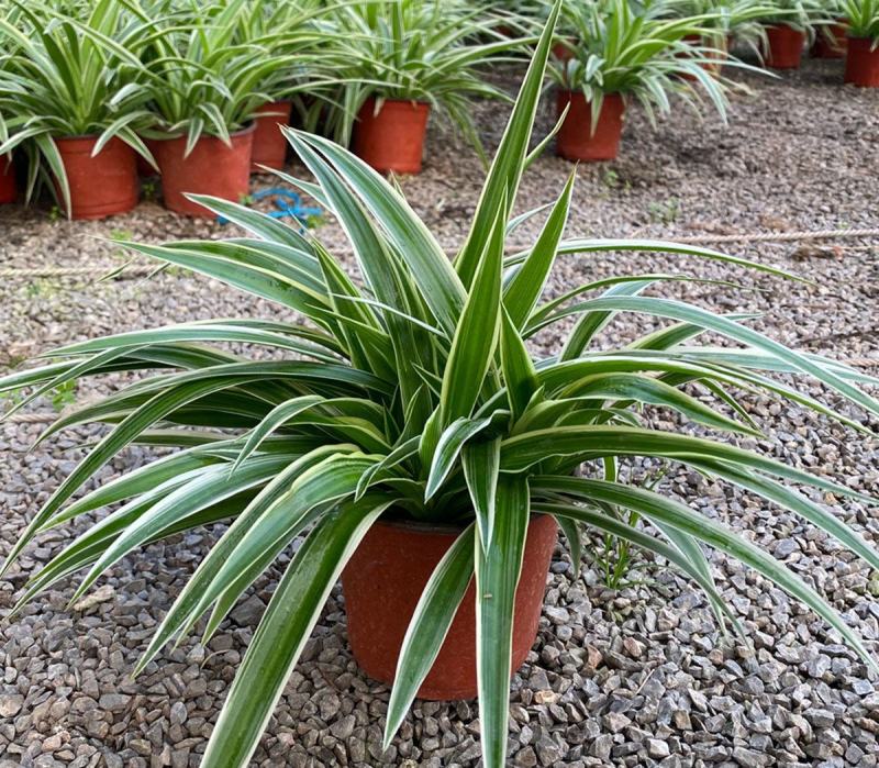 金边吊兰盆栽水培植物室内垂吊四季好养吸除甲醛净化空气阳台