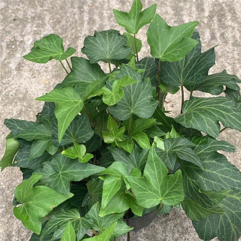 常春藤盆栽垂吊水培植物室内客厅阳台爬藤长青藤蔓悬挂绿植