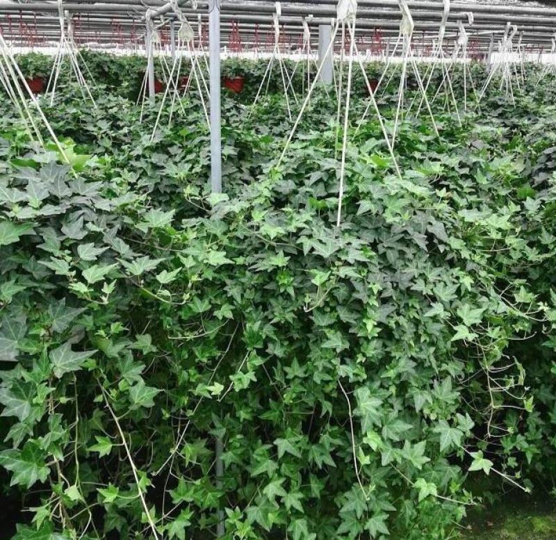常春藤盆栽垂吊水培植物室内客厅阳台爬藤长青藤蔓悬挂绿植