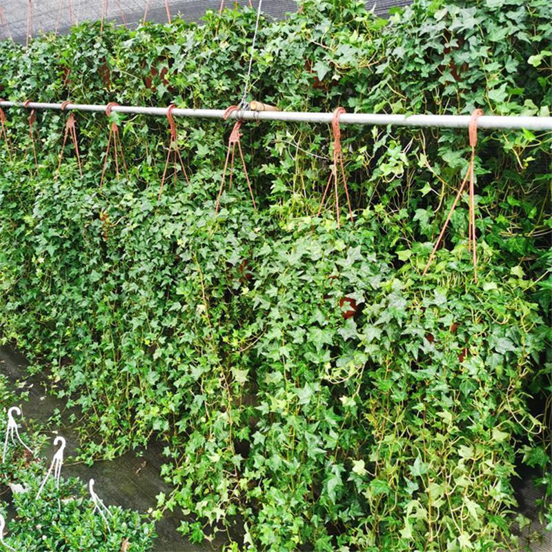 常春藤盆栽垂吊水培植物室内客厅阳台爬藤长青藤蔓悬挂绿植