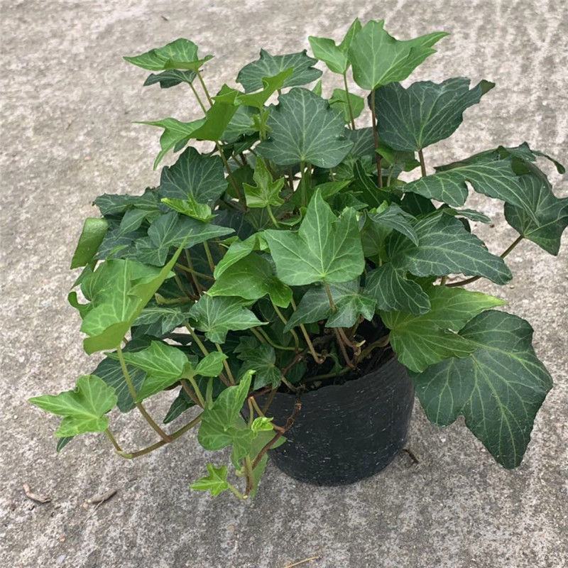 常春藤盆栽垂吊水培植物室内客厅阳台爬藤长青藤蔓悬挂绿植