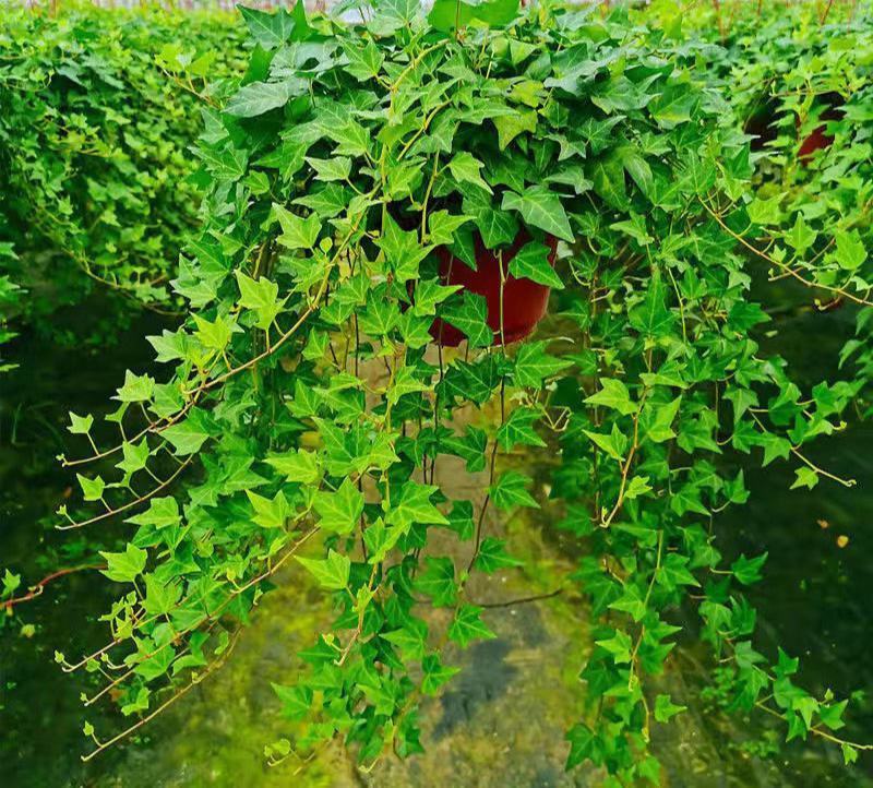 常春藤盆栽垂吊水培植物室内客厅阳台爬藤长青藤蔓悬挂绿植