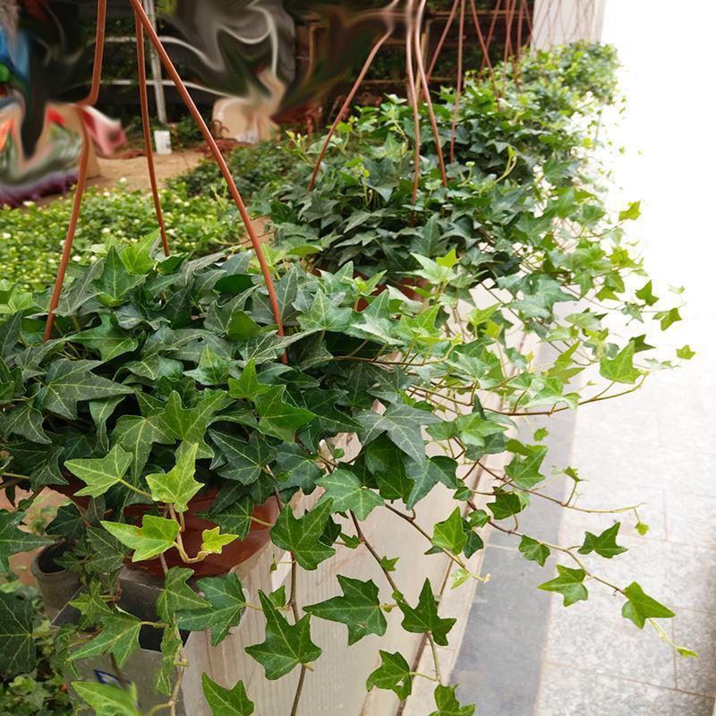 常春藤盆栽垂吊水培植物室内客厅阳台爬藤长青藤蔓悬挂绿植
