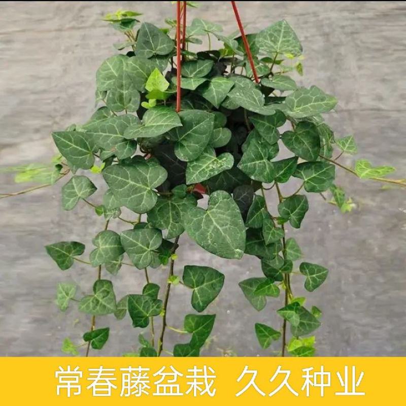 常春藤盆栽垂吊水培植物室内客厅阳台爬藤长青藤蔓悬挂绿植
