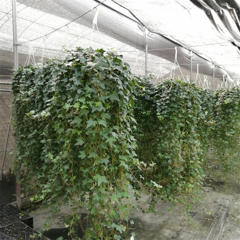 常春藤盆栽垂吊水培植物室内客厅阳台爬藤长青藤蔓悬挂绿植