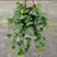 常春藤盆栽垂吊水培植物室内客厅阳台爬藤长青藤蔓悬挂绿植