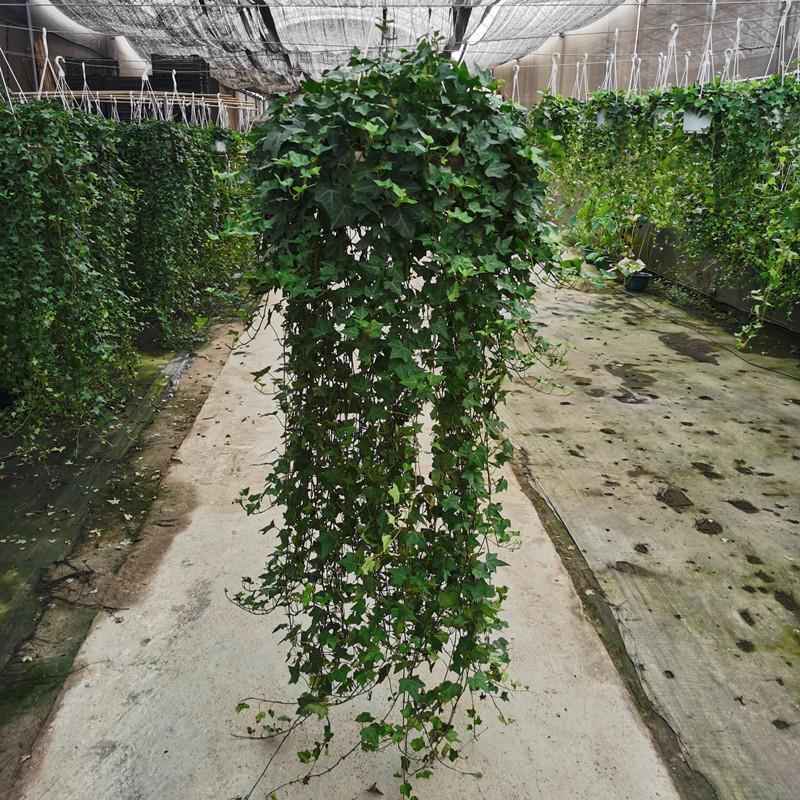 常春藤盆栽垂吊水培植物室内客厅阳台爬藤长青藤蔓悬挂绿植