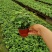 常春藤盆栽垂吊水培植物室内客厅阳台爬藤长青藤蔓悬挂绿植