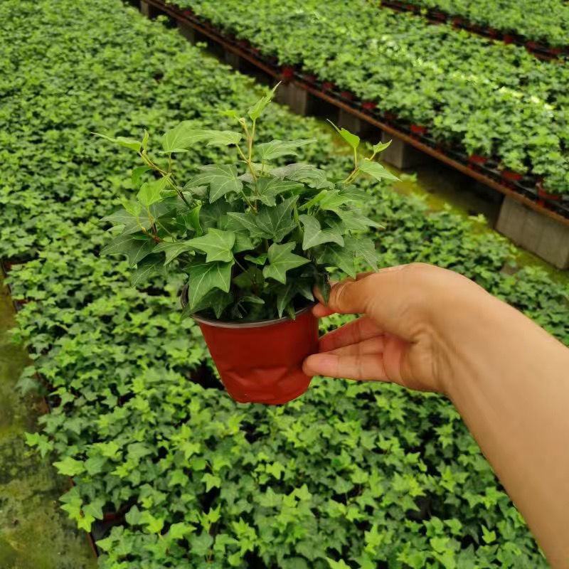 常春藤盆栽垂吊水培植物室内客厅阳台爬藤长青藤蔓悬挂绿植