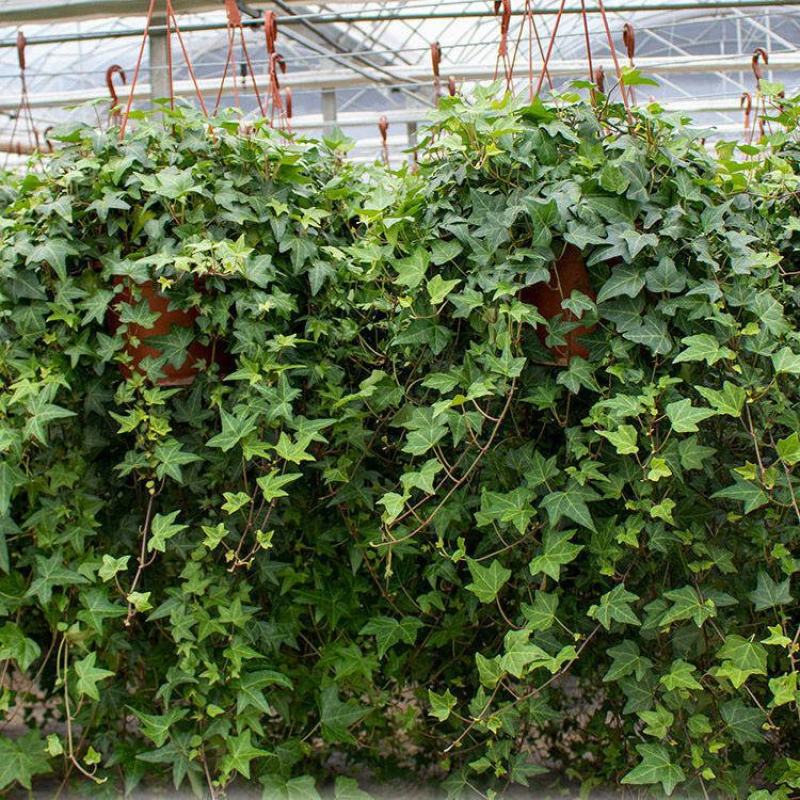 常春藤盆栽垂吊水培植物室内客厅阳台爬藤长青藤蔓悬挂绿植