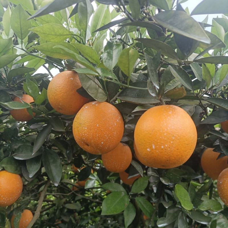 湖南江永夏橙鲜果大量上市，皮薄多汁，口感清甜。