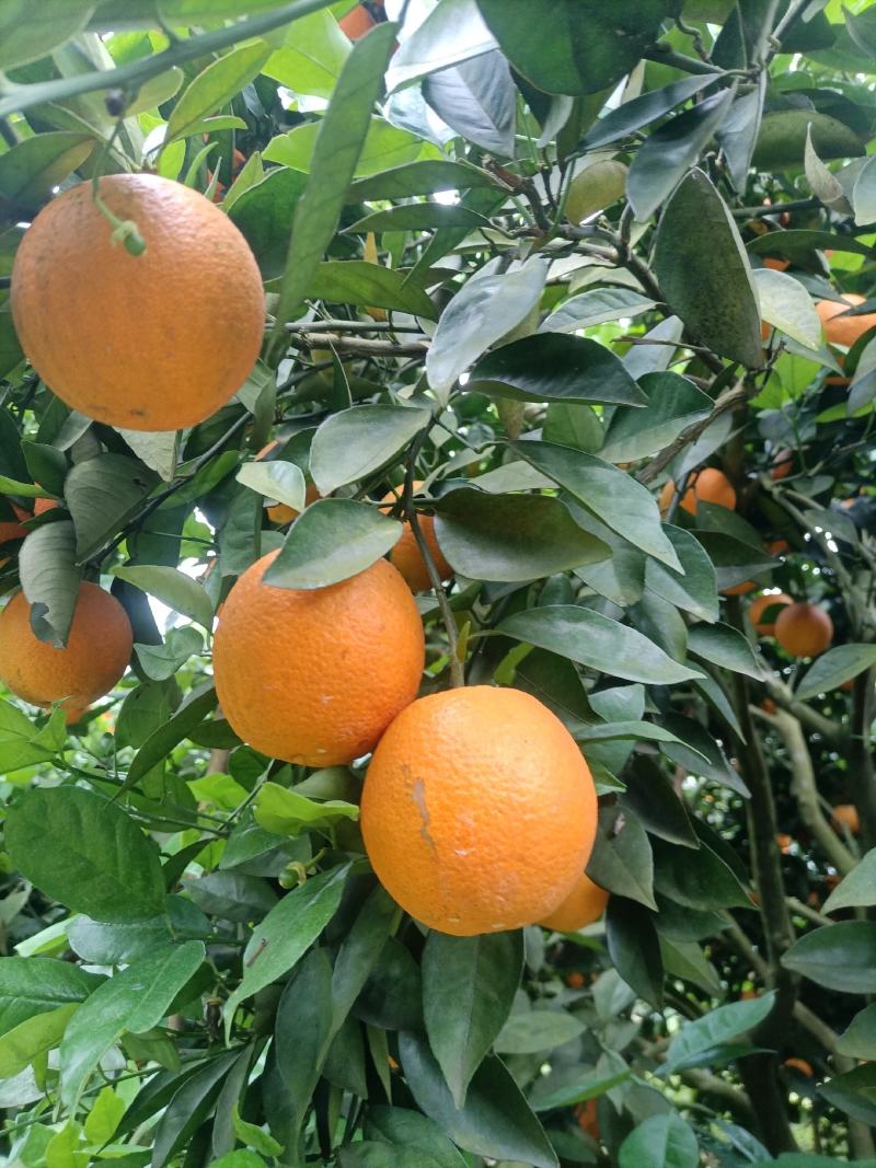湖南江永夏橙鲜果大量上市，皮薄多汁，口感清甜。