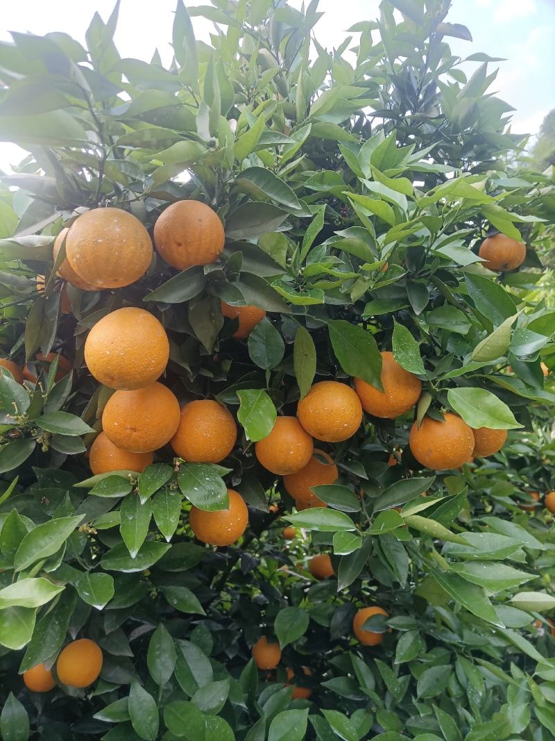 江永优质夏橙现己大量上市，产地直供，量大货源充足果面细滑