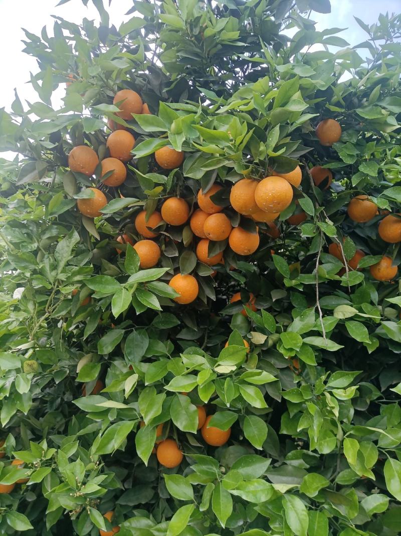江永优质夏橙现己大量上市，产地直供，量大货源充足果面细滑