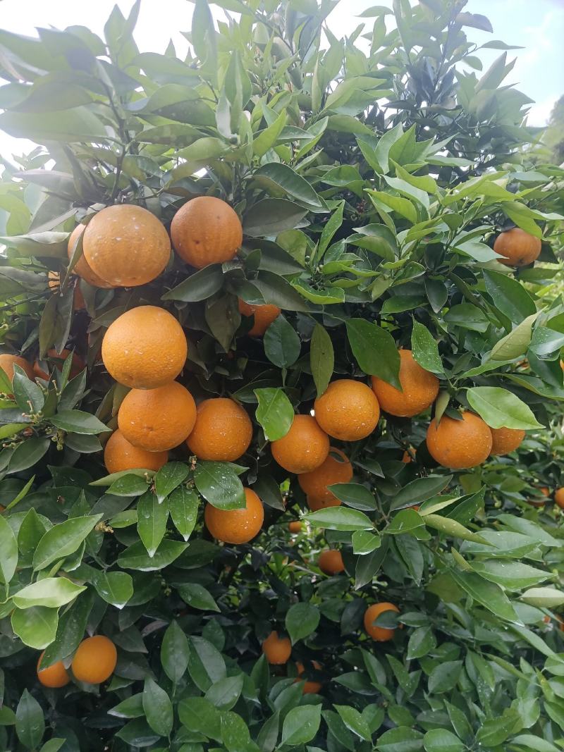江永优质夏橙现己大量上市，产地直供，量大货源充足果面细滑