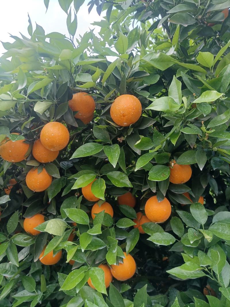 江永优质夏橙，产地直供，农户一手货源，采果洗果装车一条龙