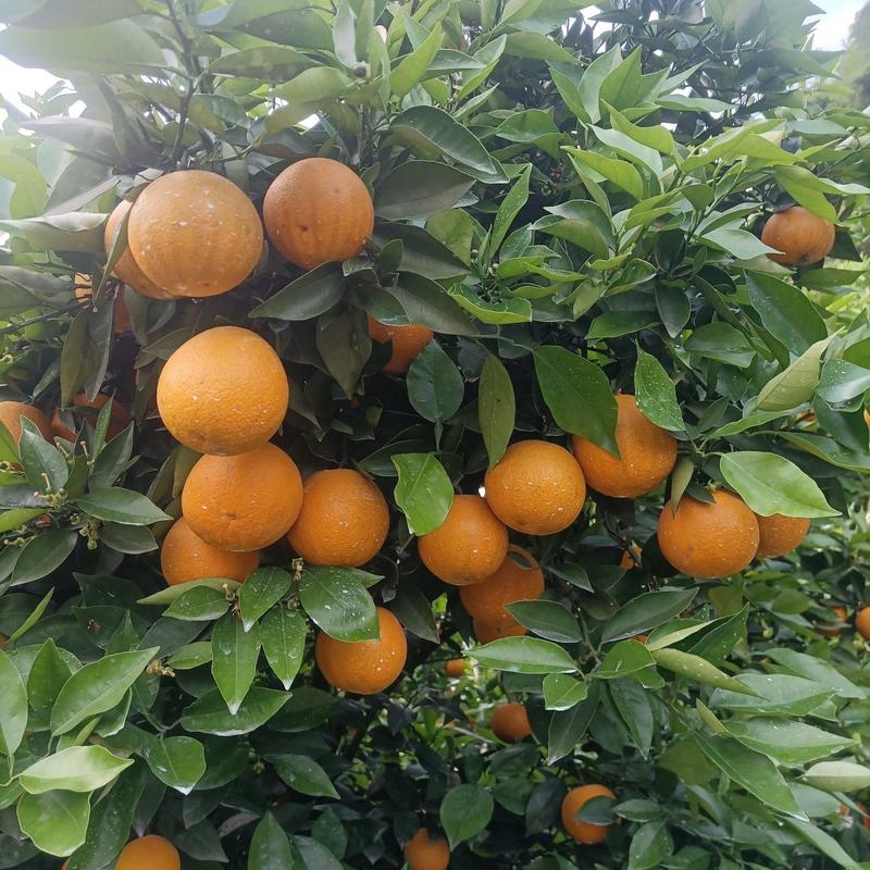 湖南江永夏橙鲜果大量上市，皮薄多汁，口感清甜。