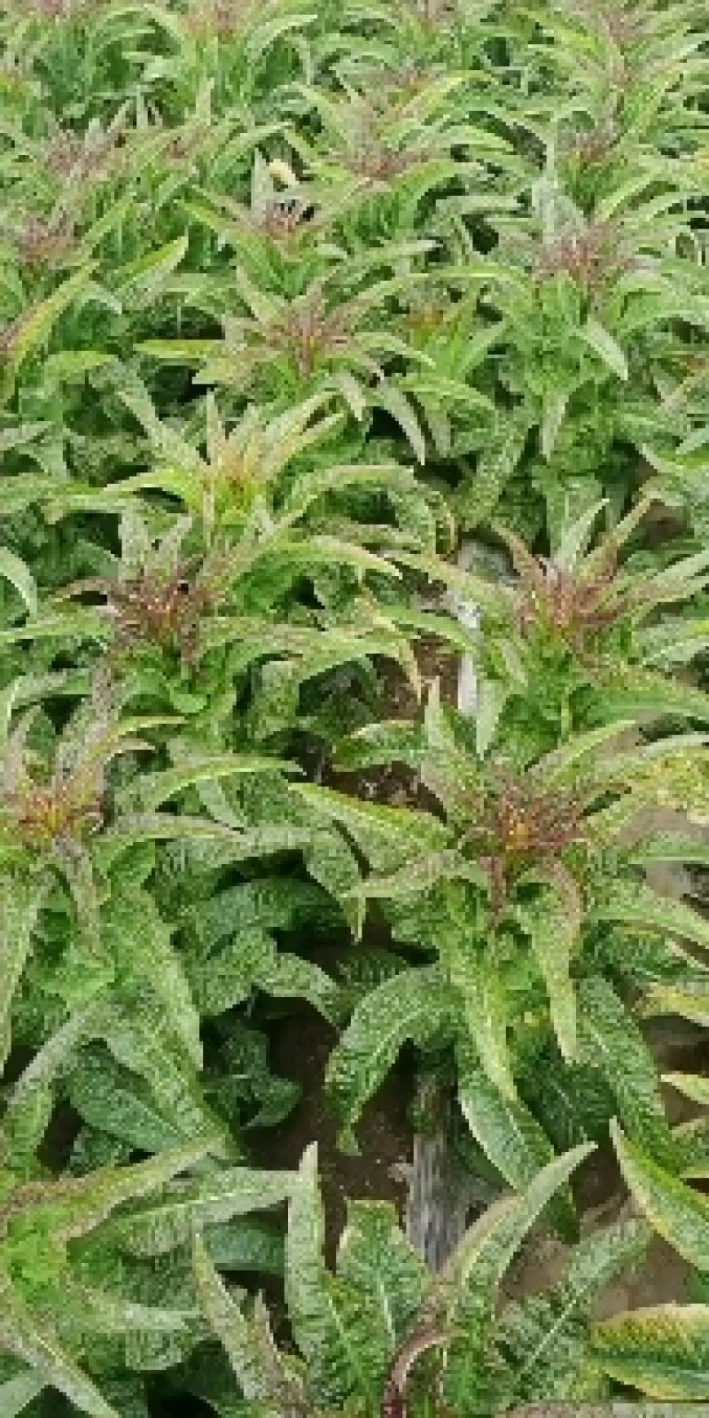 沂南紫叶莴苣丰元果蔬专业合作社产地一手货源全国发货