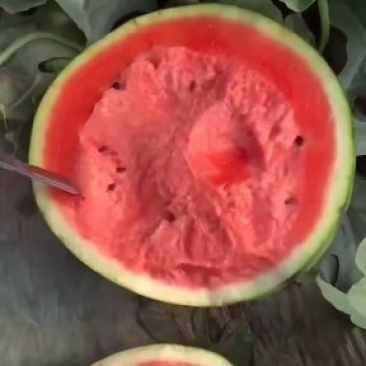 山东潍坊青州精品大棚甜王大量供应，合作共赢
