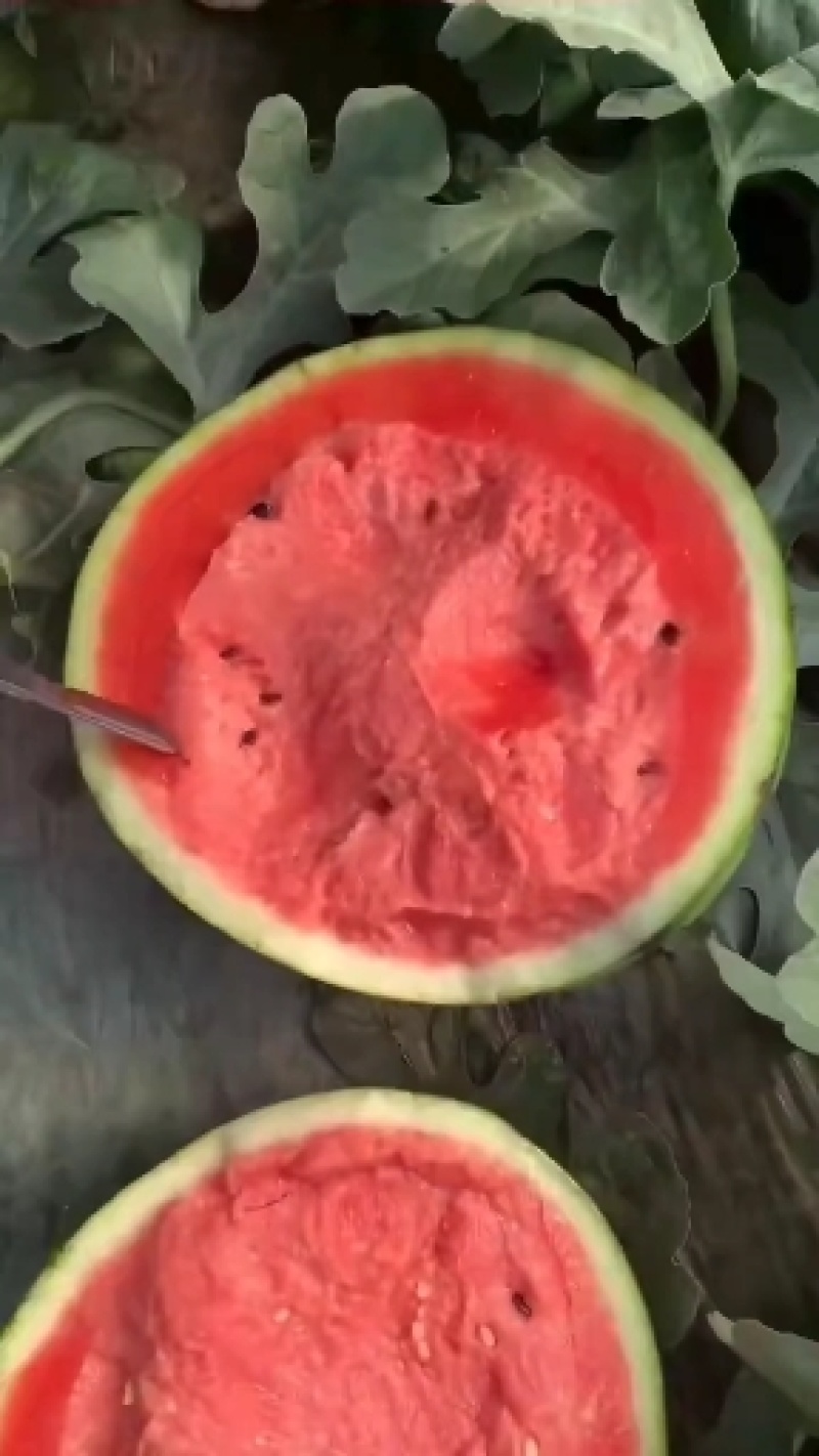 山东潍坊青州精品大棚甜王大量供应，合作共赢
