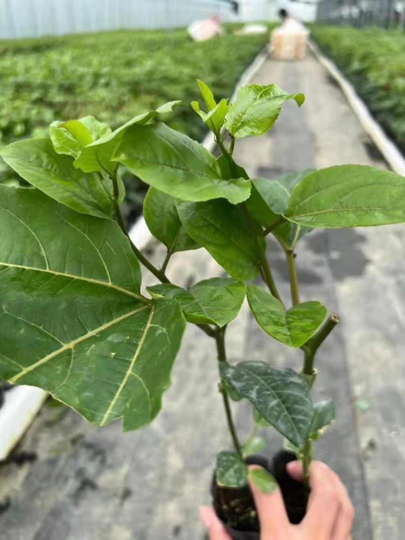 广西承接各品种扦插和嫁接等百香果苗质量优常年供应！