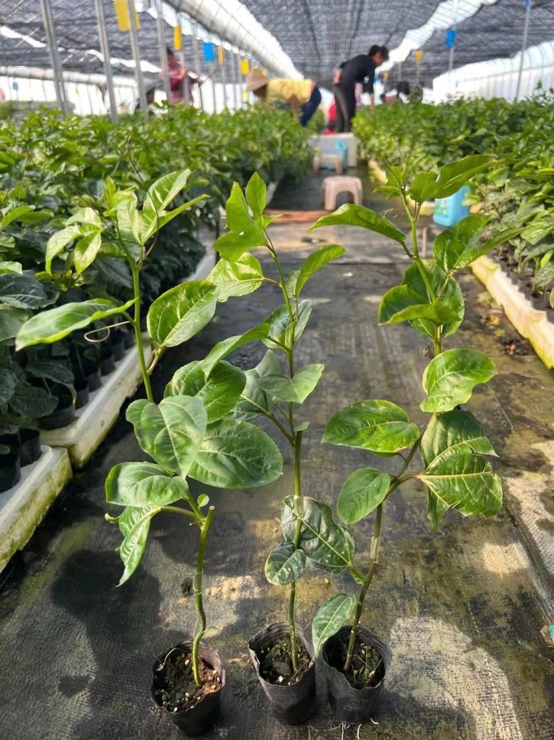 广西承接各品种扦插和嫁接等百香果苗质量优常年供应！