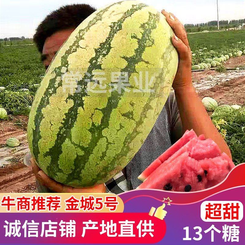 新疆吐鲁番金城5号西瓜7-12公斤13个糖全国代发