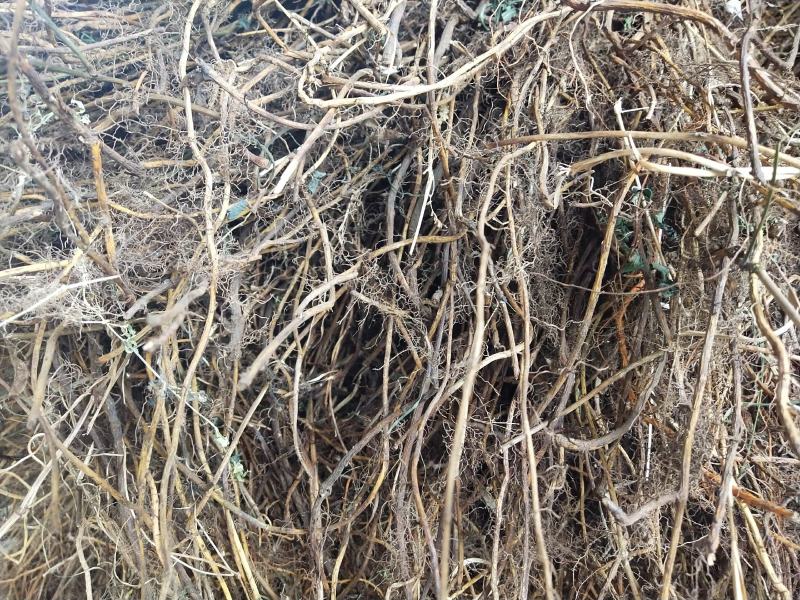 豆根干货