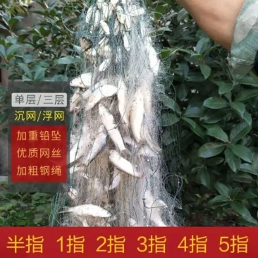 渔网6分7分眼1指白条浮网丝网粘网（特价包邮）