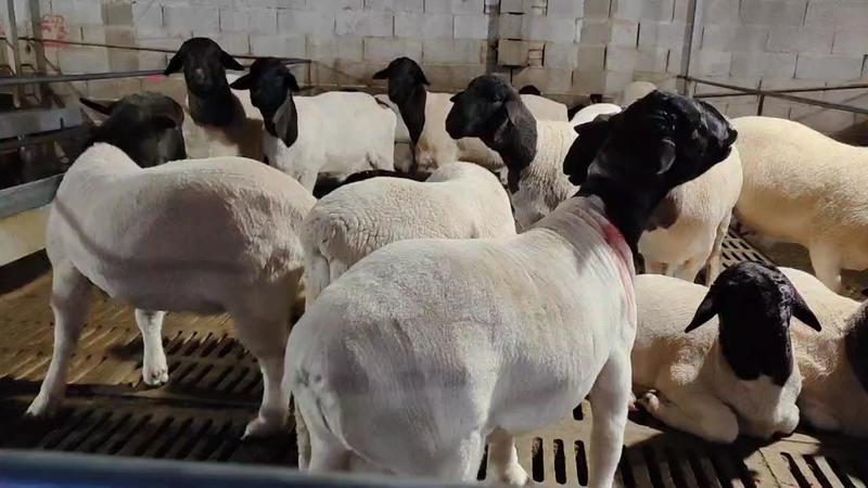[热]黑头杜泊绵羊，杜泊羊，黑头杜泊羊两只起售全国包邮