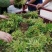 南天竹（红天竹）小苗一手货源，自种自销（欢迎新老顾客）