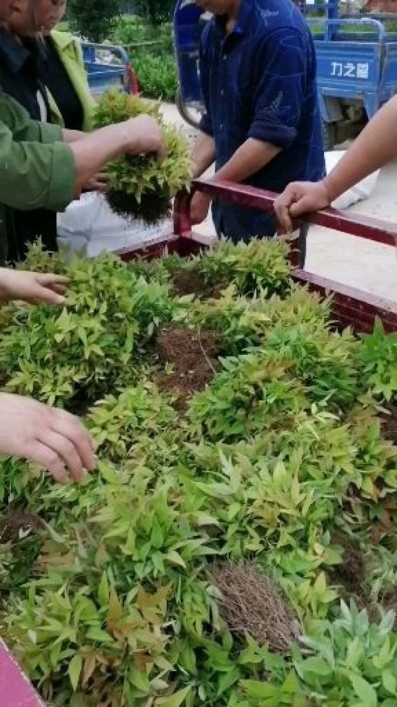 南天竹（红天竹）小苗一手货源，自种自销（欢迎新老顾客）