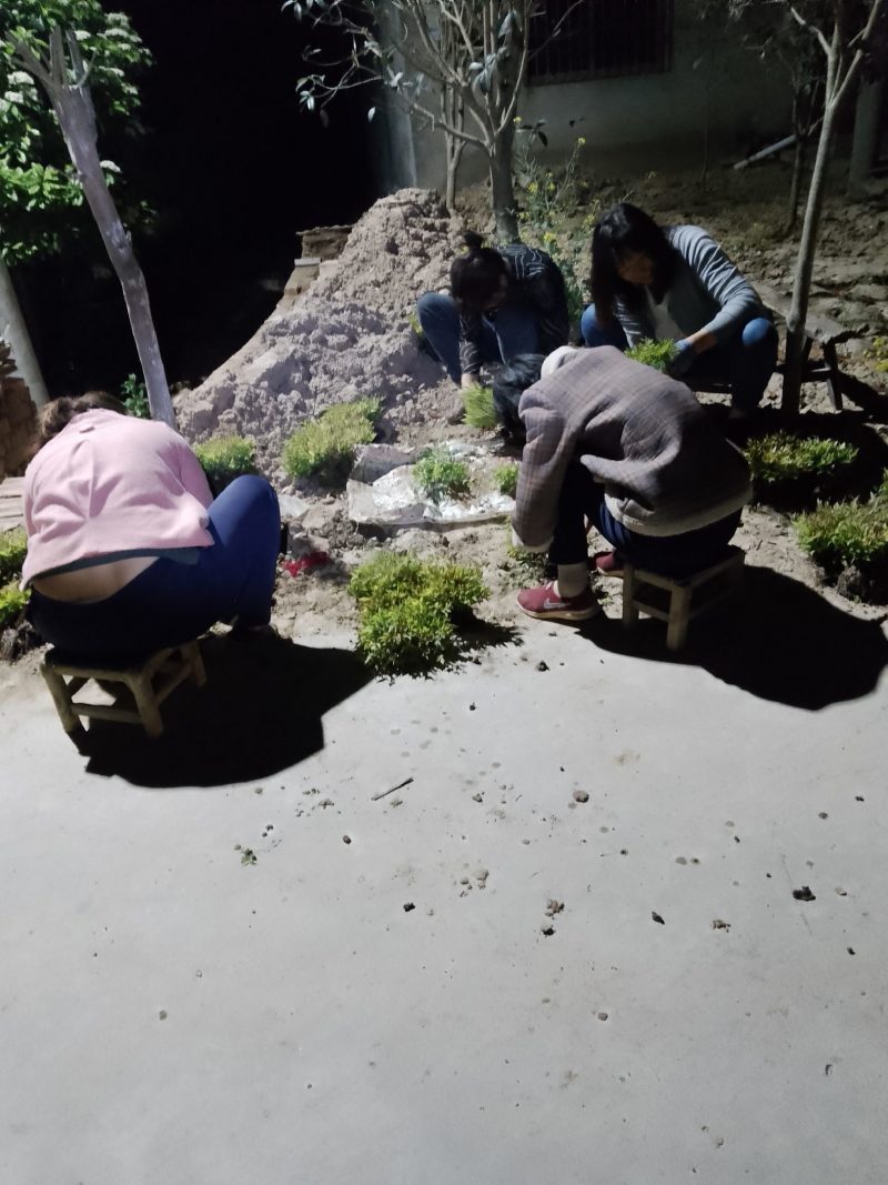南天竹（红天竹）小苗一手货源，自种自销（欢迎新老顾客）