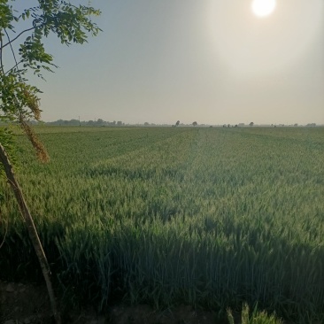 小麦