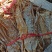 竹笋干