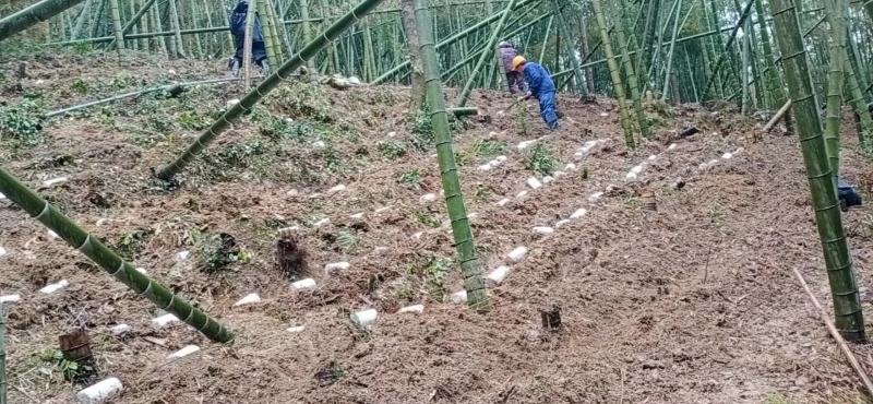 【优品】鸡枞菌包黑皮鸡枞菌包品质好价格优