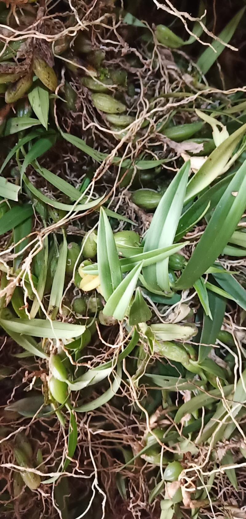 双叶小果石橄榄