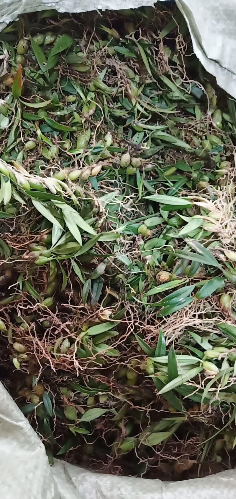 双叶小果石橄榄