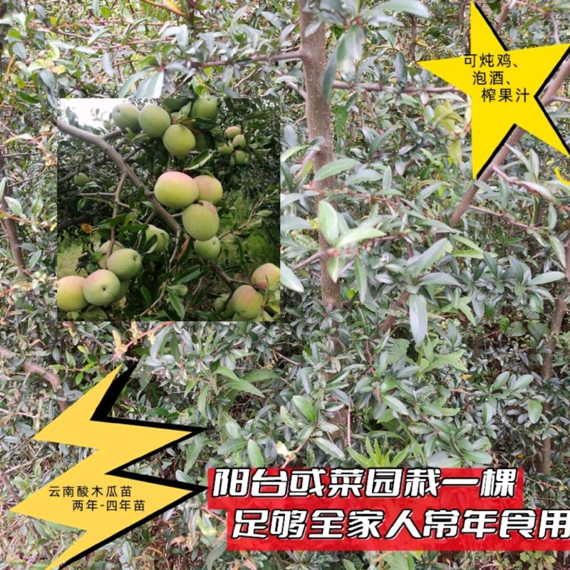 3年以上酸木瓜树苗销售10棵起包邮木瓜用途甚多