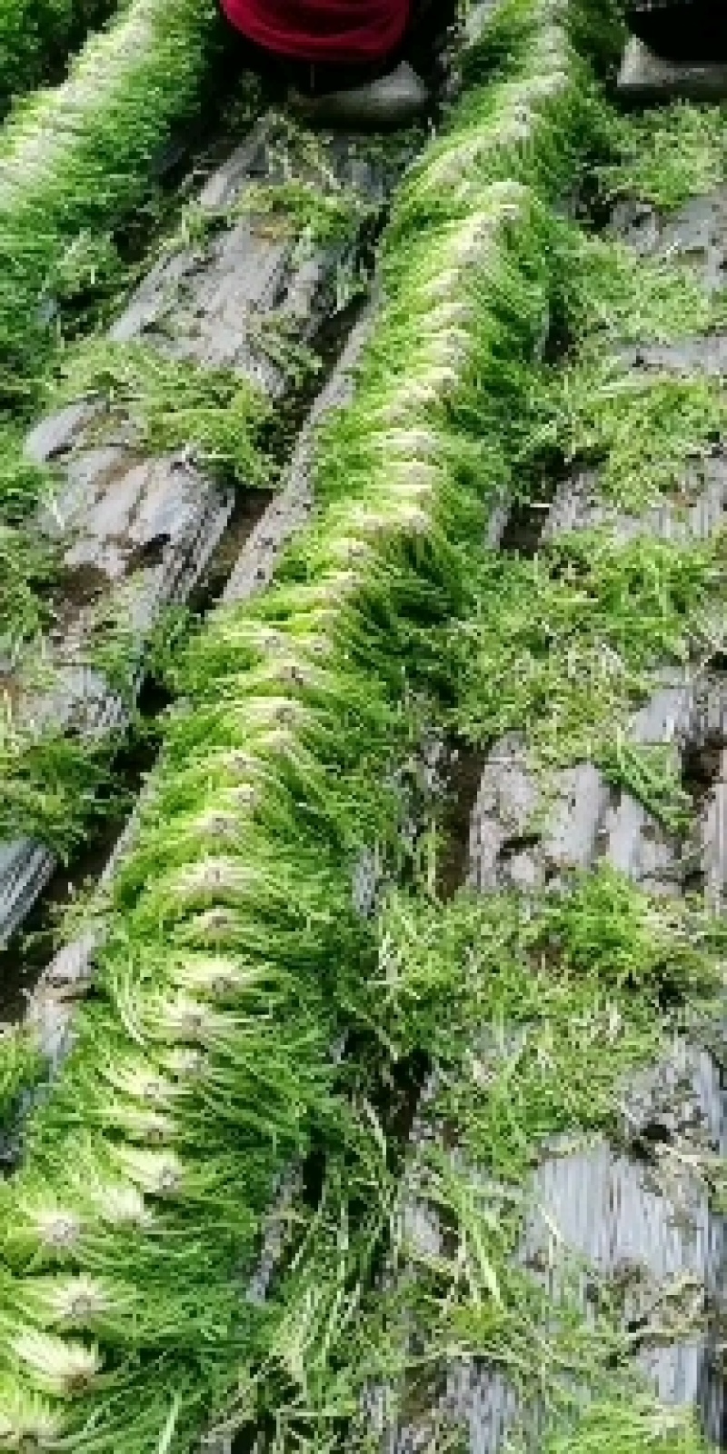 苦菊，产地直发，长期供应，代办一条龙服务。
