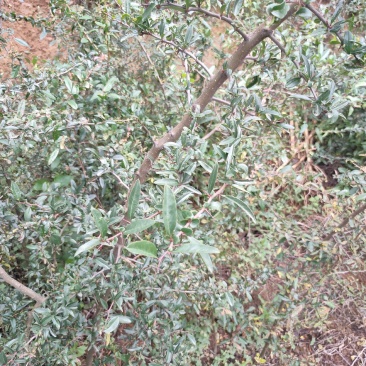 3年以上酸木瓜树苗销售10棵起包邮木瓜用途甚多