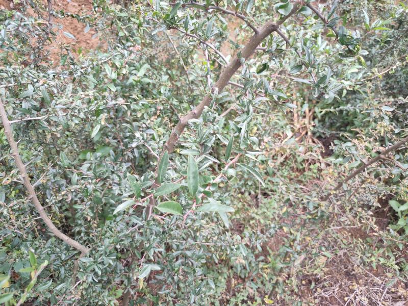 3年以上酸木瓜树苗销售10棵起包邮木瓜用途甚多