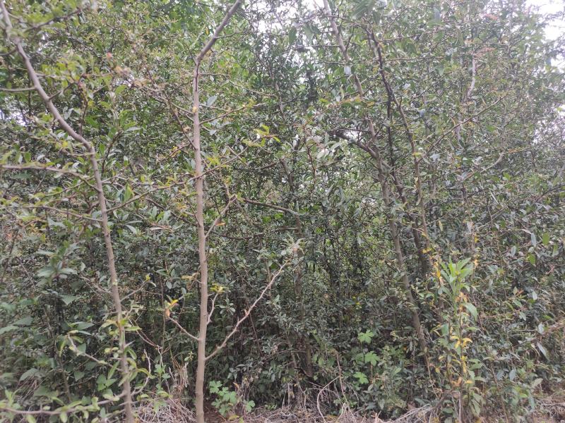 3年以上酸木瓜树苗销售10棵起包邮木瓜用途甚多