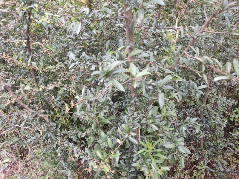 3年以上酸木瓜树苗销售10棵起包邮木瓜用途甚多