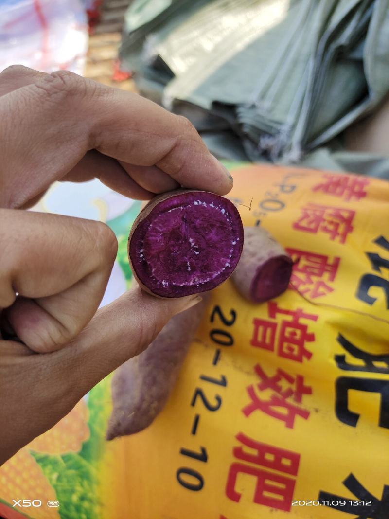 红薯苗，紫薯苗，济薯26苗，西瓜红，烟暑25，密薯，