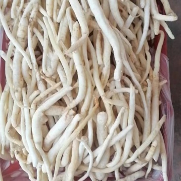 沙参，又名川明参