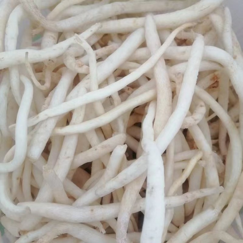 沙参，又名川明参