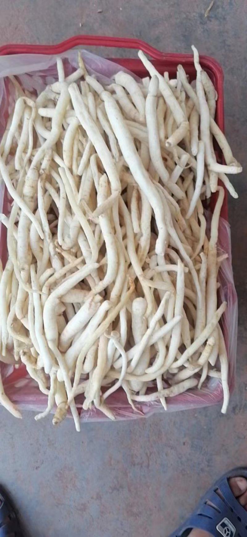 沙参，又名川明参